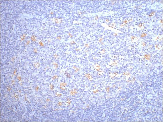 CD68 Monoclonal Antibody (6F3)