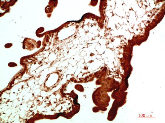 HP-1Alpha Monoclonal Antibody (2G2)