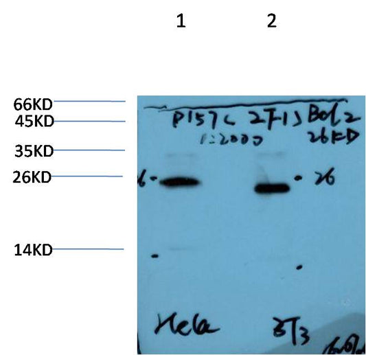 Bcl-2 Monoclonal Antibody (2F1）