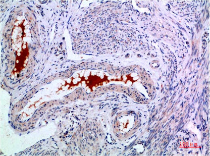 Claudin-7 Monoclonal Antibody (3F7)