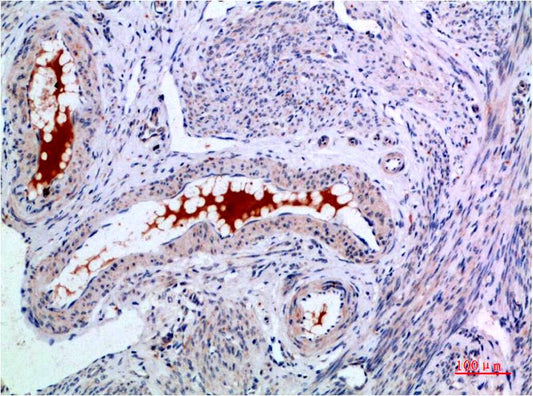 Claudin-7 Monoclonal Antibody (3F7)