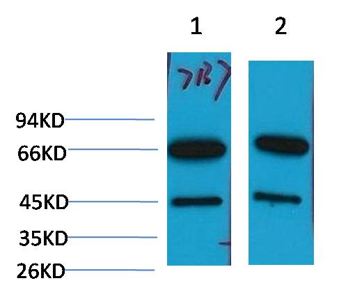 Lamin B1 (Cleaved) Monoclonal Antibody (7B7)