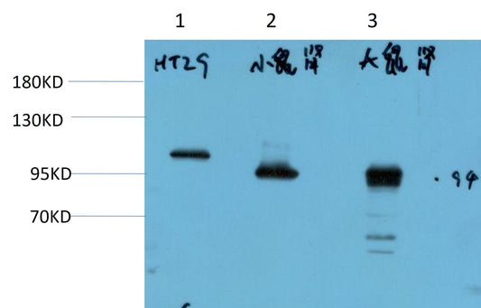 Villin Monoclonal Antibody (2C9)