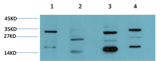CDK5 Monoclonal Antibody (3D1)