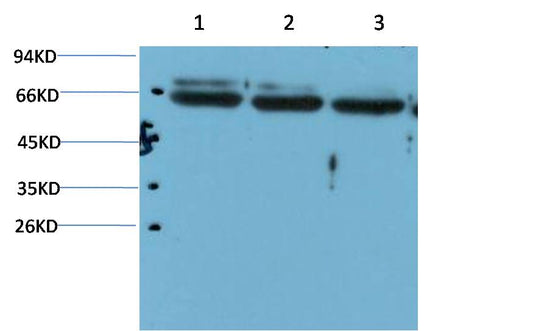 TRP2 DCT Monoclonal Antibody (2A10)