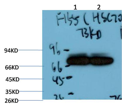 HSC70 Monoclonal Antibody (7G12)