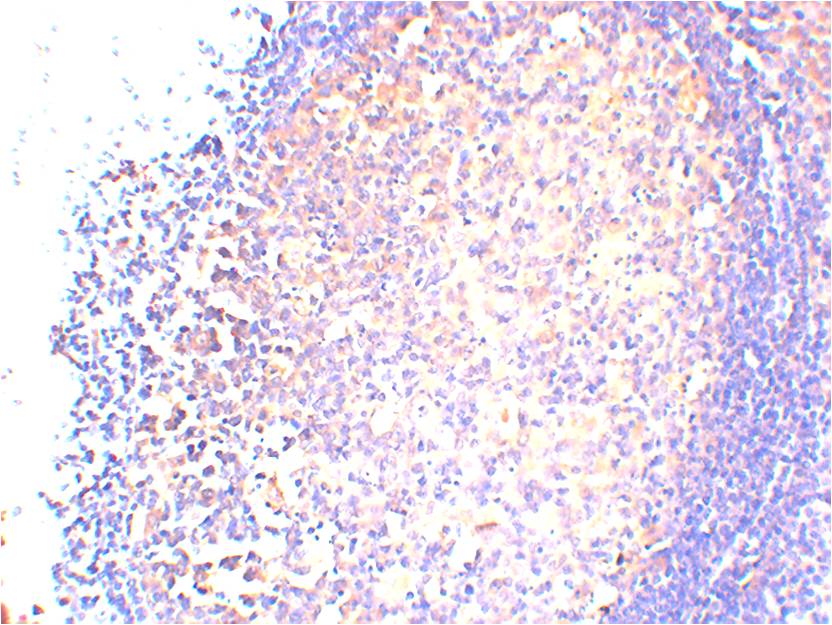 HSC70 Monoclonal Antibody (7G12)