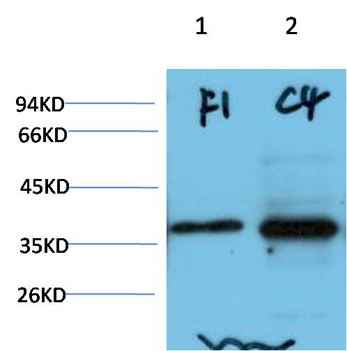 AMPK Gamma1 Monoclonal Antibody (3G12)