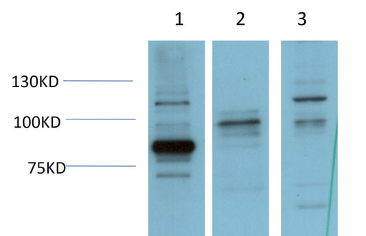 ERK5 Monoclonal Antibody (4G5)