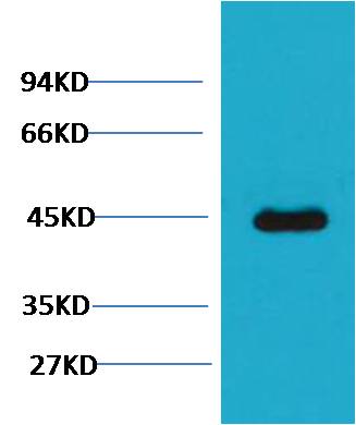 GFAP Monoclonal Antibody (5C8)