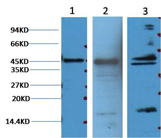 Aquaporin 4 Monoclonal Antibody (4H1)