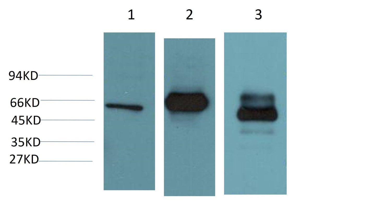 HSP60 Monoclonal Antibody (2D3)