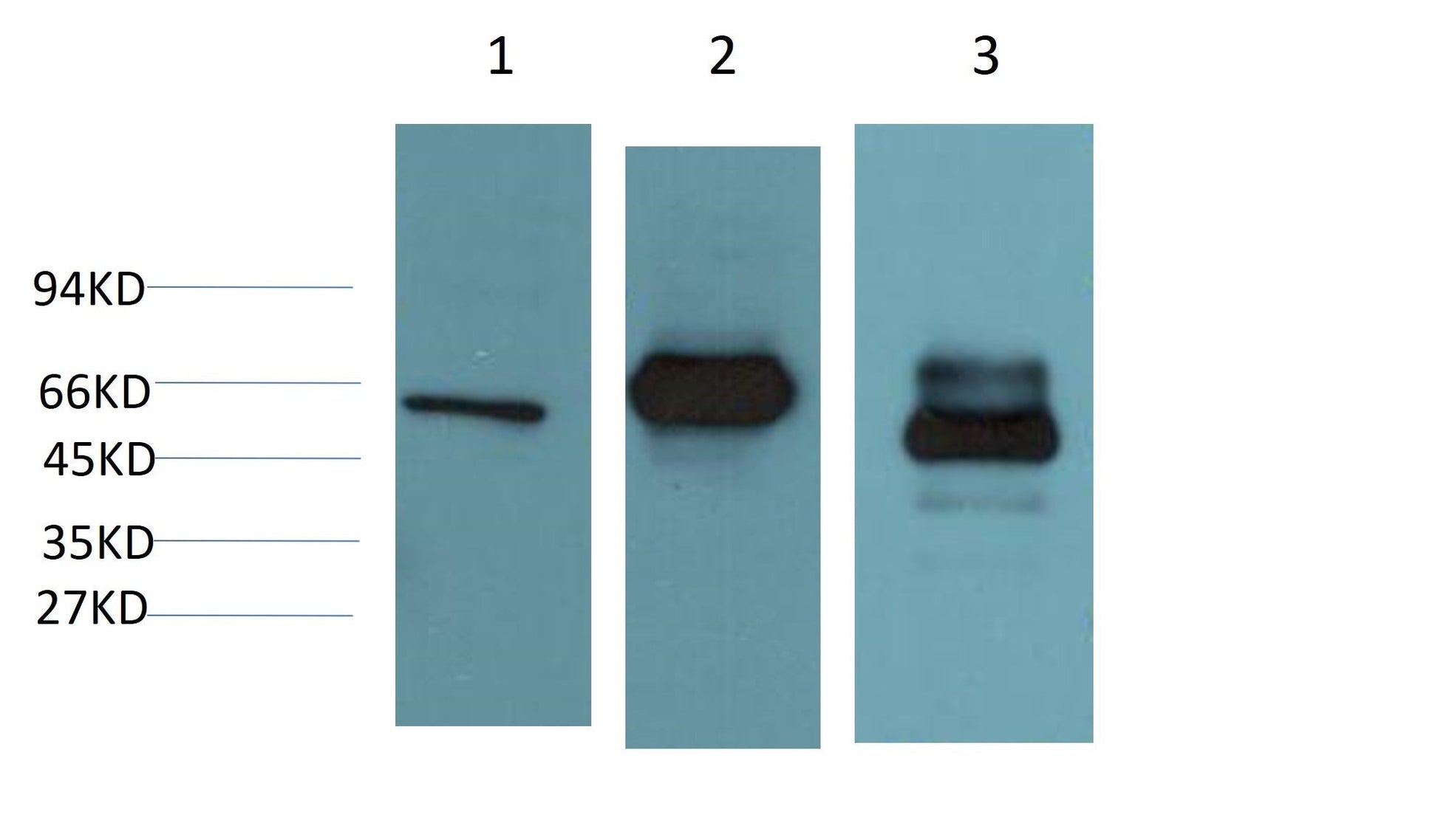 HSP60 Monoclonal Antibody (2D3)