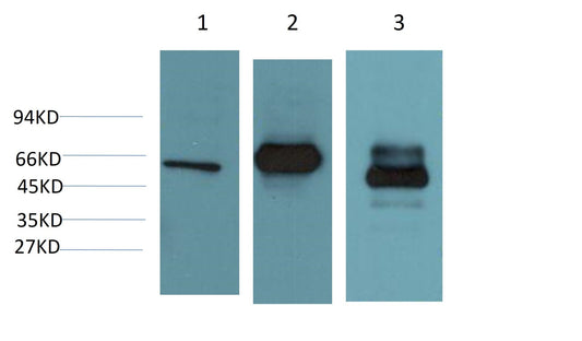 HSP60 Monoclonal Antibody (2D3)