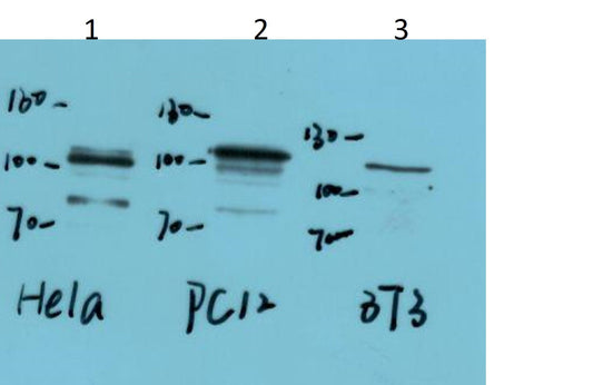 ERK5 Monoclonal Antibody (6D10)