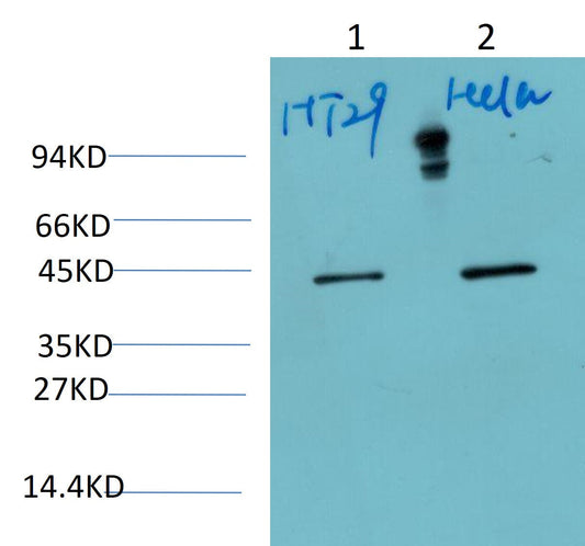Maspin Monoclonal Antibody (1D7)
