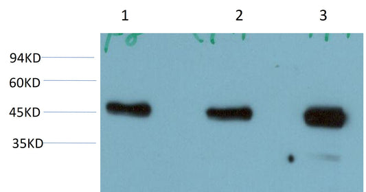 MEK5 Monoclonal Antibody (2G10)