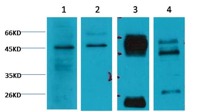 Caspase 9 Monoclonal Antibody (TDY3-20)