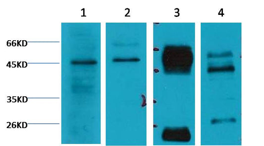 Caspase 9 Monoclonal Antibody (TDY3-20)