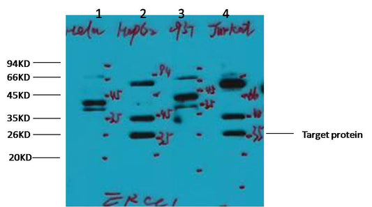 ERCC1 Monoclonal Antibody (4F12)