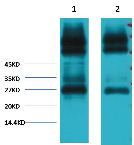 EFHD1 Monoclonal Antibody (3G2)