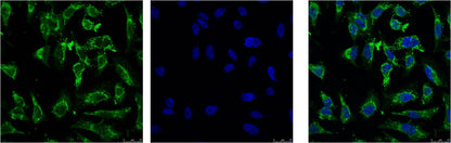 EFHD1 Monoclonal Antibody (3G2)