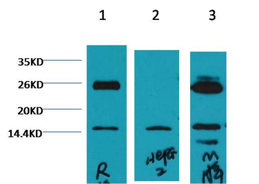 Histone H3 (di methyl K79) Monoclonal Antibody (Q7)