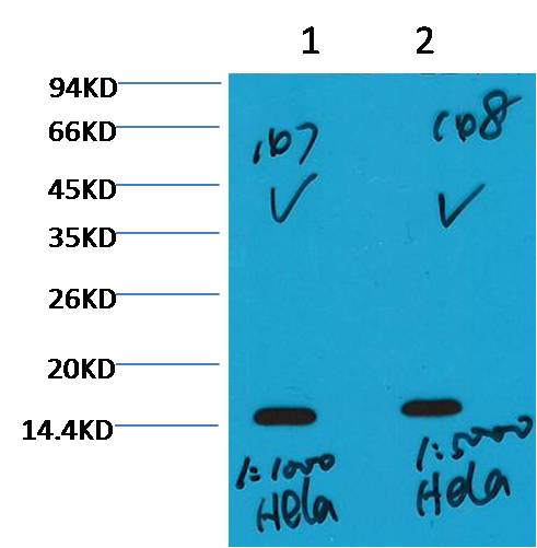 Histone H3 (tri methyl K36) Monoclonal Antibody (Q12)
