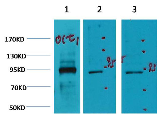 Oct1 Monoclonal Antibody (TDY27-7G1)