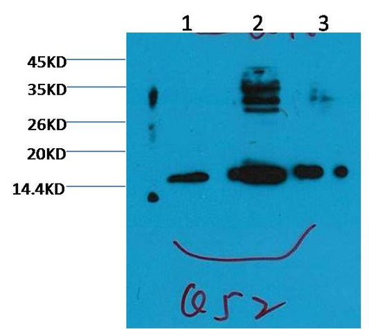 Histone H3 (tri methyl K79) Monoclonal Antibody (3G3)