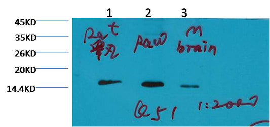 Histone H3 (tri methyl K79) Monoclonal Antibody (1B7)