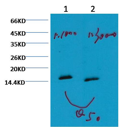 Histone H3 (mono methyl K79) Monoclonal Antibody (5G5)