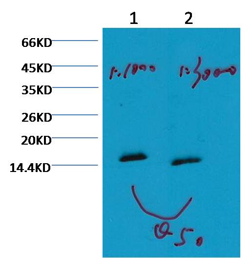 Histone H3 (mono methyl K79) Monoclonal Antibody (5G5)