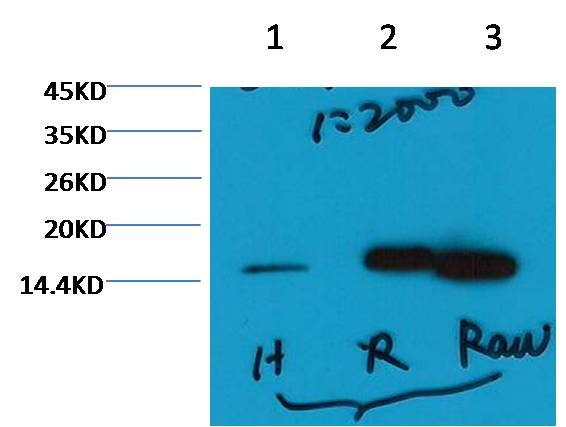 Histone H3 (tri methyl K79) Monoclonal Antibody (5D8)