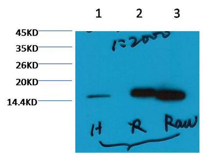 Histone H3 (tri methyl K79) Monoclonal Antibody (5D8)