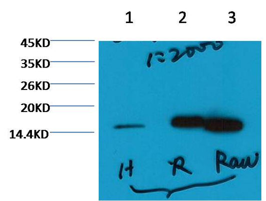 Histone H3 (tri methyl K79) Monoclonal Antibody (5D8)