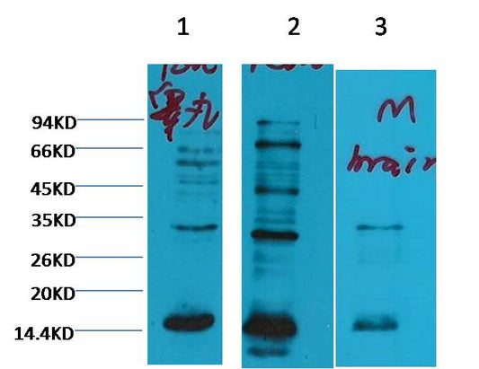 Histone H3 (mono methyl K79) Monoclonal Antibody (1C2)