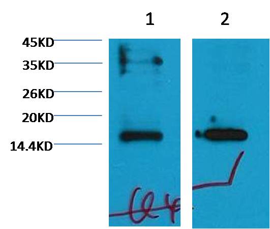 Histone H3 (mono methyl K79) Monoclonal Antibody (1E10)