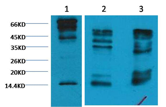 Histone H3 (tri methyl K9) Monoclonal Antibody (2C3)