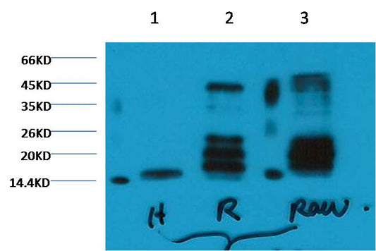 Histone H3 (di methyl K27) Monoclonal Antibody (1A8)