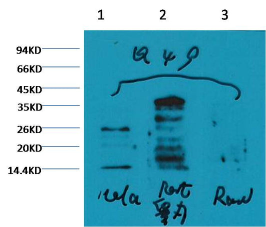 Histone H3 (mono methyl K79) Monoclonal Antibody (4C9)