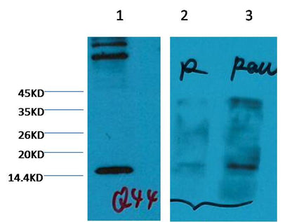 Histone H3 (tri methyl K4) Monoclonal Antibody (2E11)