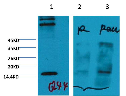 Histone H3 (tri methyl K4) Monoclonal Antibody (2E11)