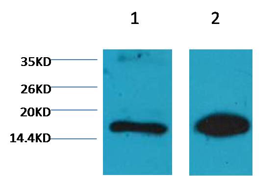 Histone H3 (mono methyl K9) Monoclonal Antibody (1E8)