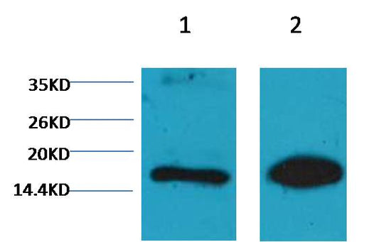 Histone H3 (mono methyl K9) Monoclonal Antibody (1E8)