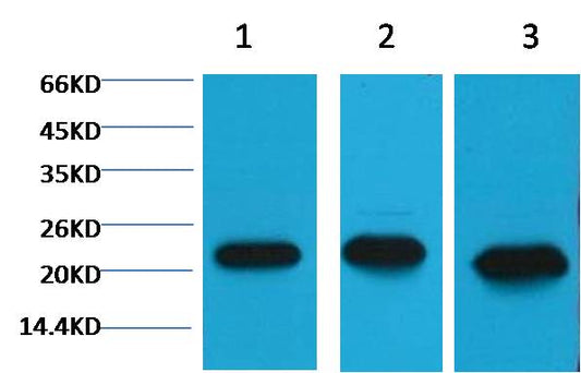 Peroxiredoxin 1 Monoclonal Antibody (8E7)