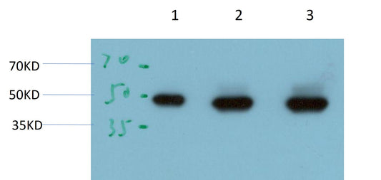 SMAD7 Mouse Monoclonal Antibody (3E3)