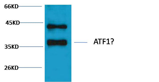 CREB Polyclonal Antibody