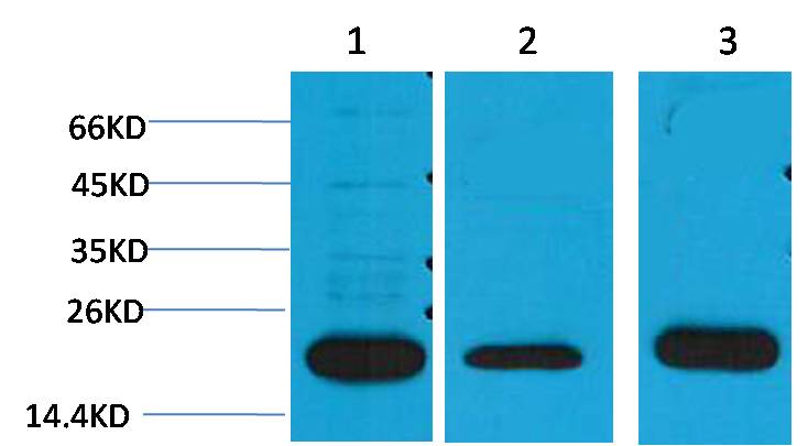 PRDX1 Polyclonal Antibody