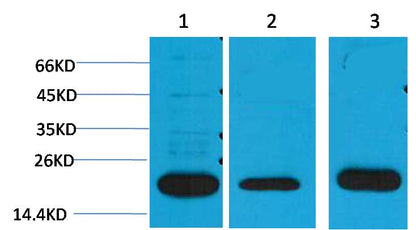 PRDX1 Polyclonal Antibody
